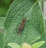 Nephrotoma scalaris